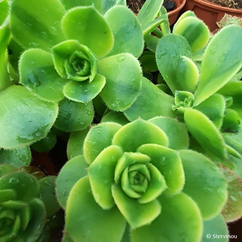 Aeonium Floresens (Fogliame)