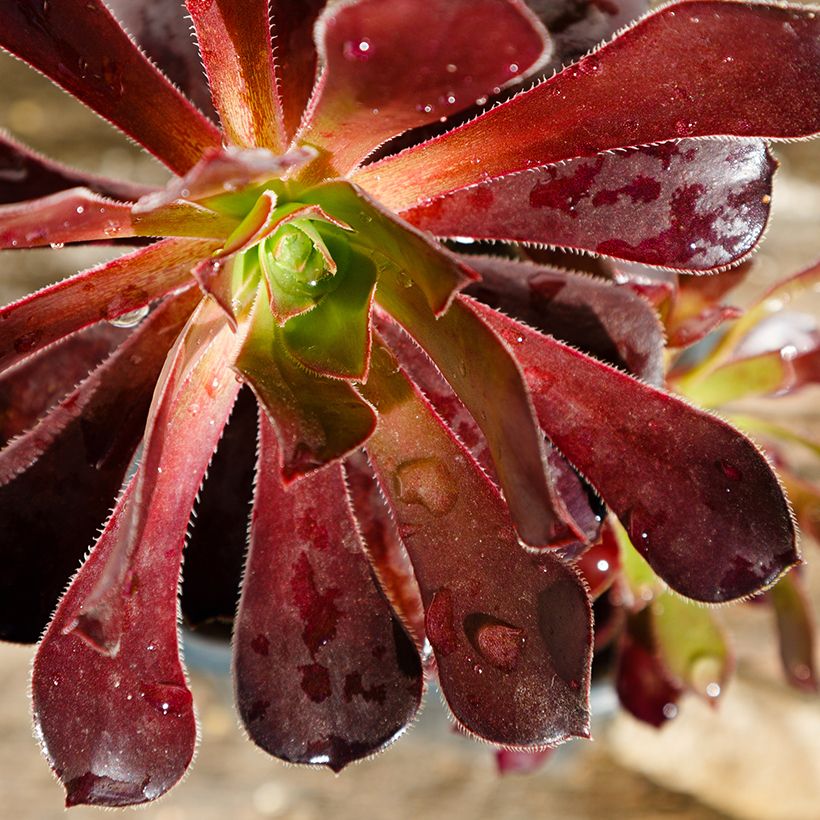 Aeonium arboreum Du Rozzen (Fogliame)