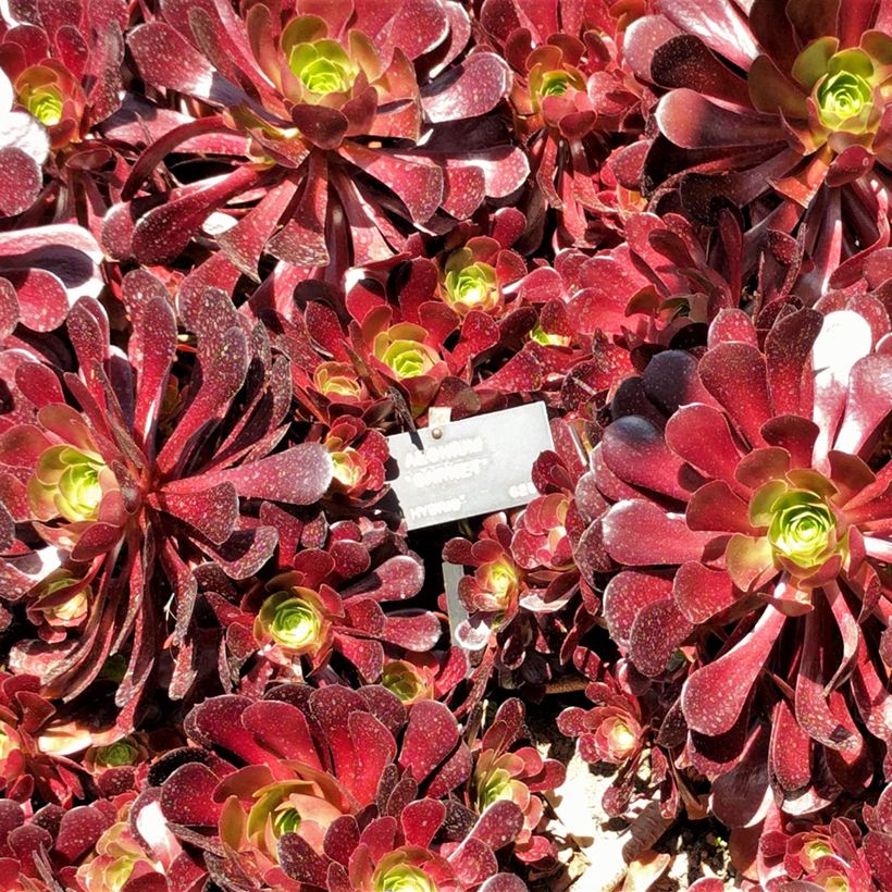 Aeonium arboreum Garnet (Fogliame)