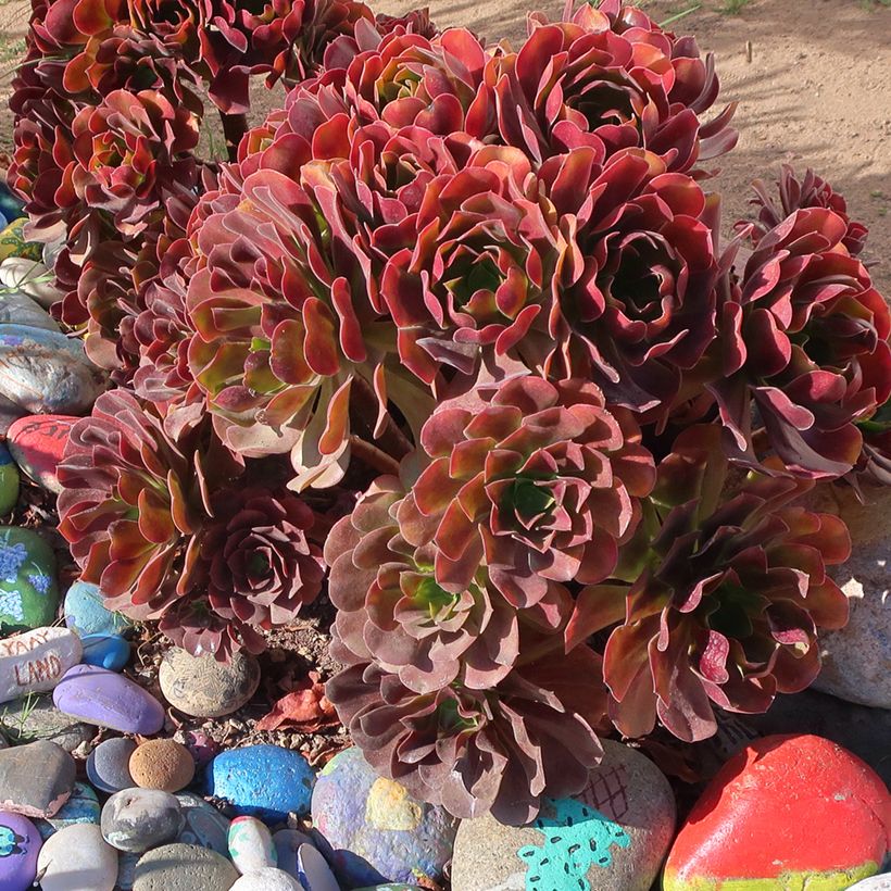 Aeonium arboreum Garnet (Porto)