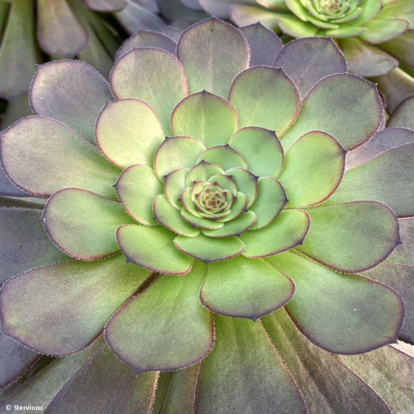 Aeonium arboreum Tip Top (Fogliame)