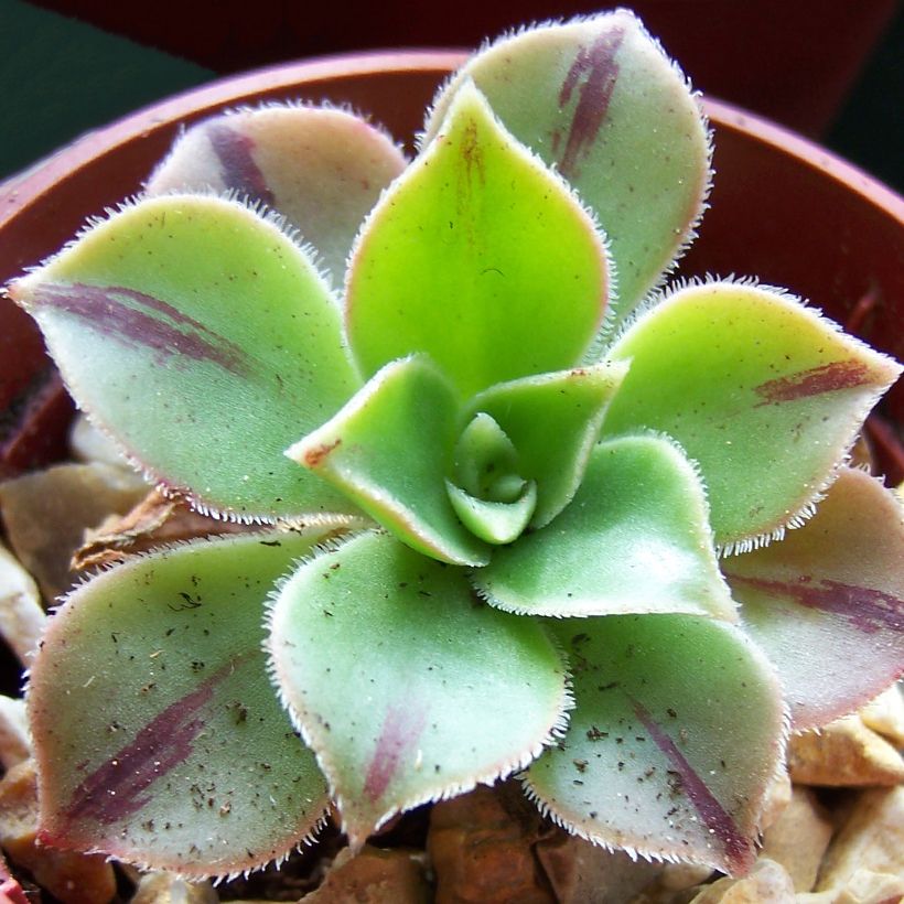 Aeonium leucoblepharum (Fogliame)