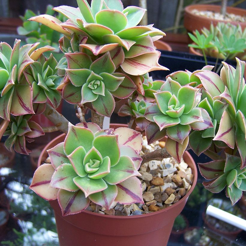 Aeonium leucoblepharum (Porto)