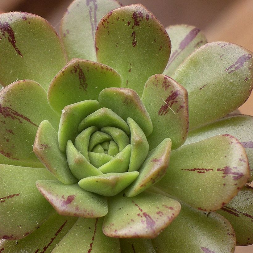 Aeonium occidentale (Fogliame)