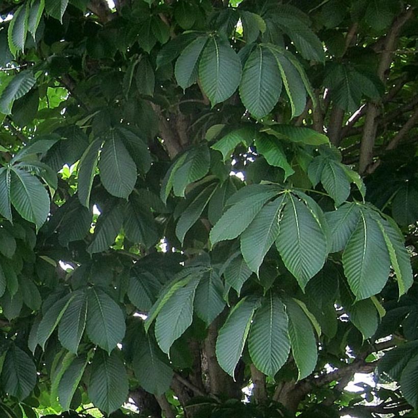 Aesculus carnea Briotii - Ippocastano rosso (Fogliame)