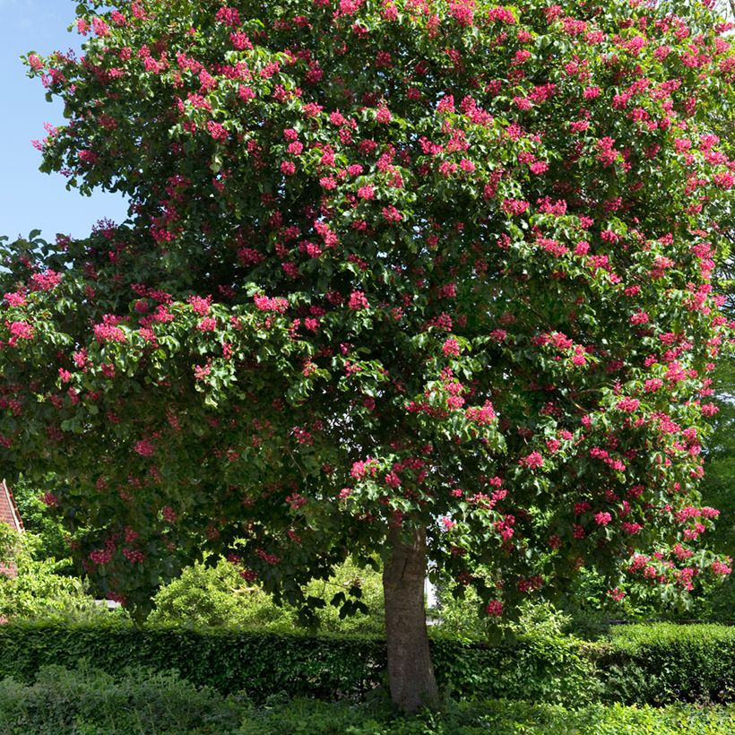 Aesculus carnea Briotii - Ippocastano rosso (Porto)