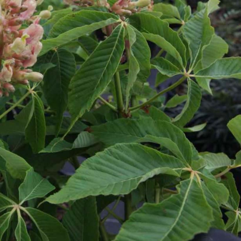 Aesculus mutabilis Induta (Fogliame)