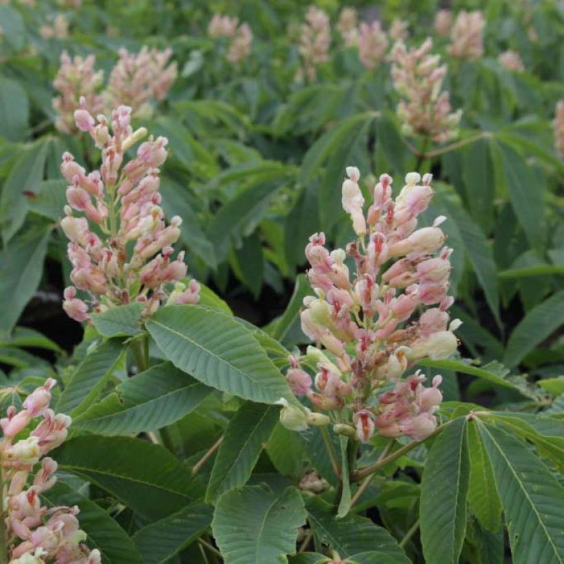 Aesculus neglecta Autumn Fire (Fioritura)