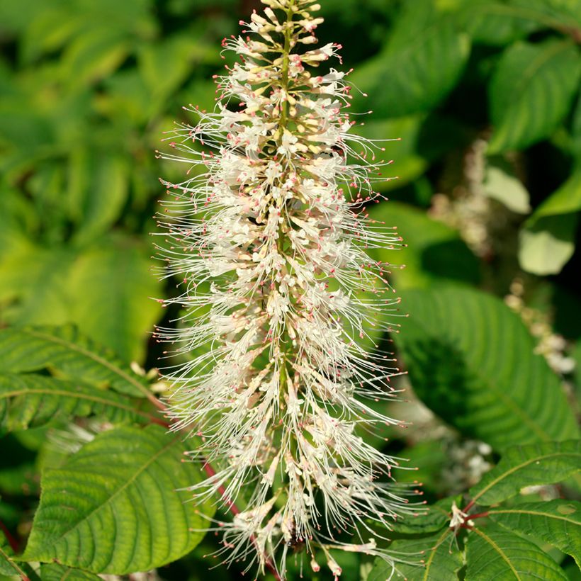 Aesculus parviflora - Ippocastano nano (Fioritura)