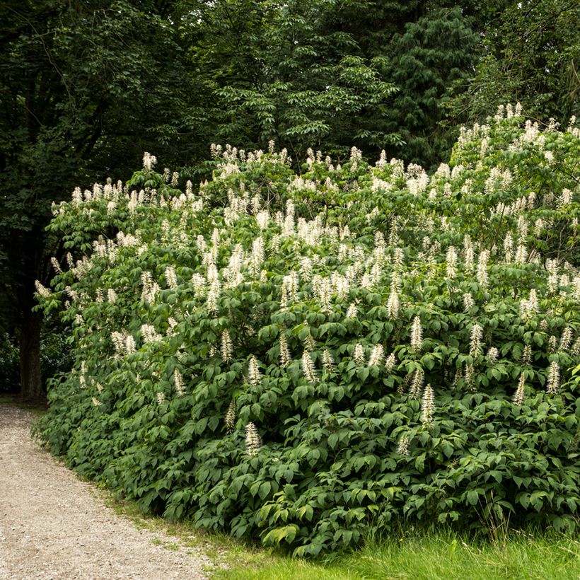 Aesculus parviflora - Ippocastano nano (Porto)