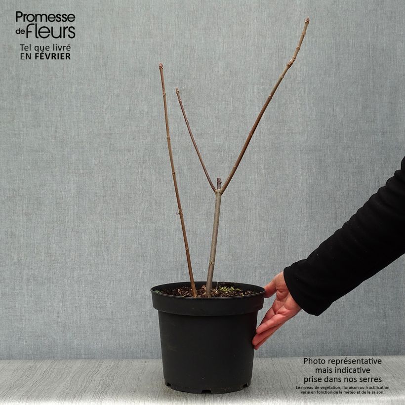 Aesculus parviflora - Pavier blanc en pot de 7.5L/10L esemplare consegnato in inverno