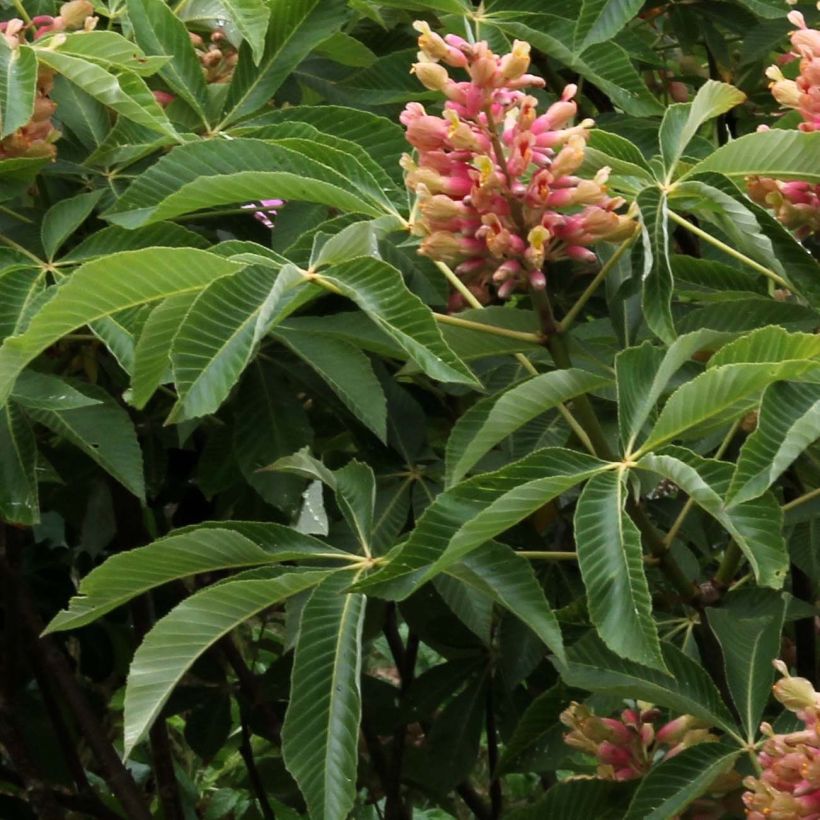 Aesculus pavia Koehnei - Ippocastano rosso nano (Fogliame)