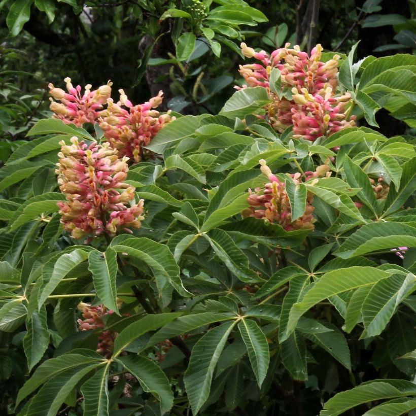 Aesculus pavia Koehnei - Ippocastano rosso nano (Fioritura)