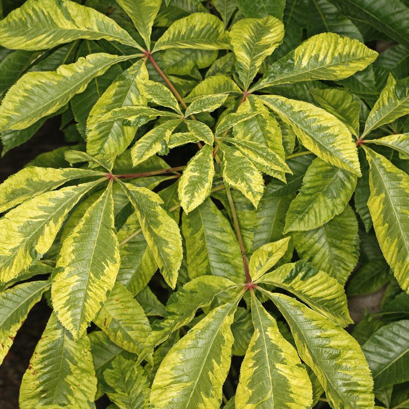 Aesculus carnea Marginata - Ippocastano rosso (Fogliame)