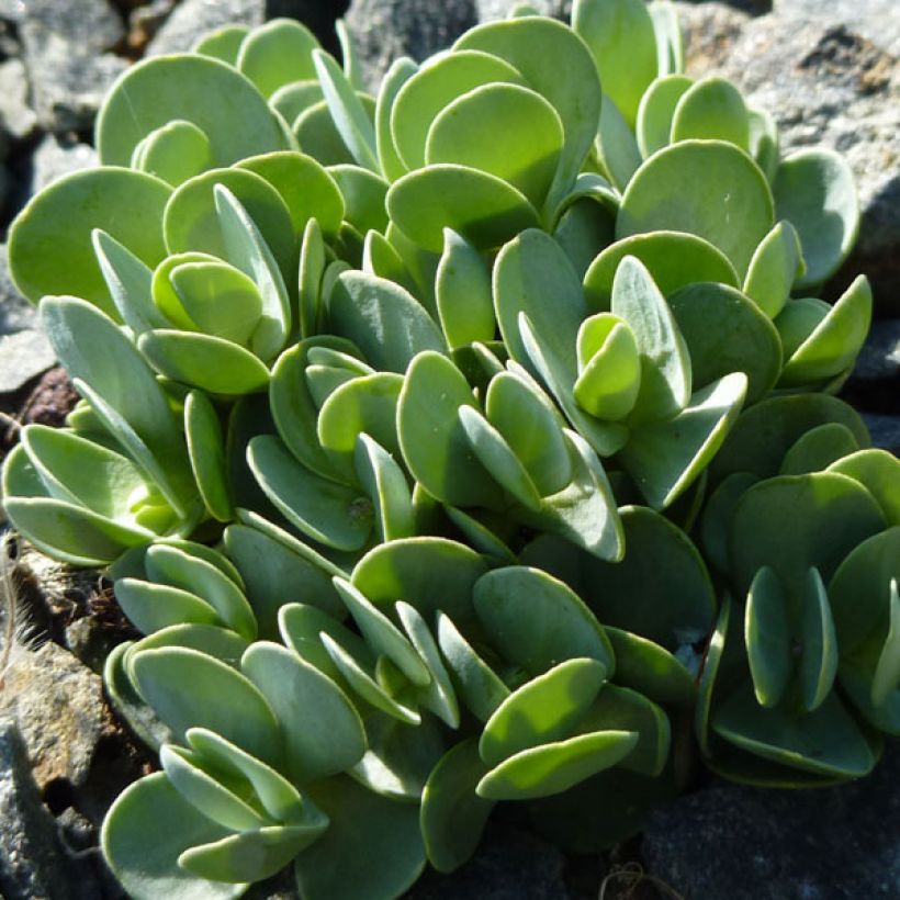 Aethionema oppositifolium (Fogliame)