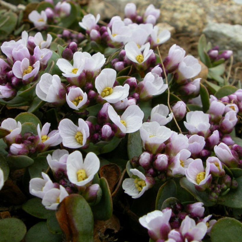 Aethionema oppositifolium (Fioritura)