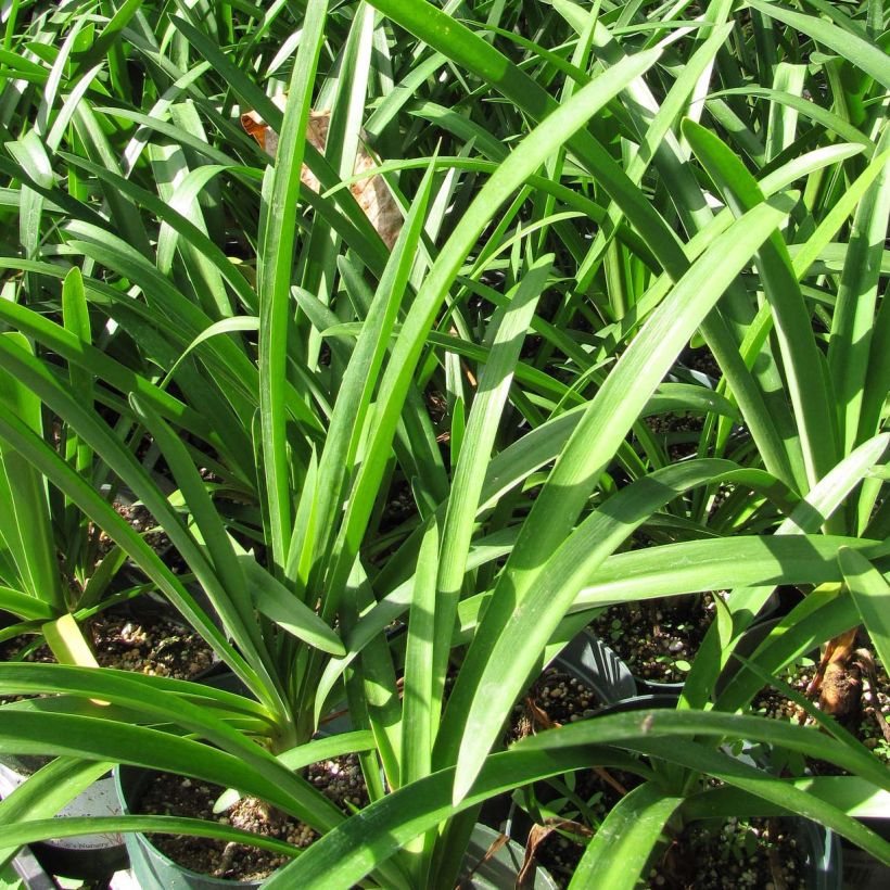 Agapanthus Blue Moon (Fogliame)