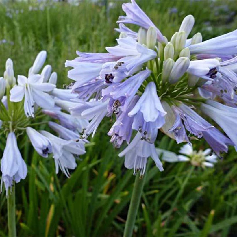 Agapanthus Blue Moon (Fioritura)