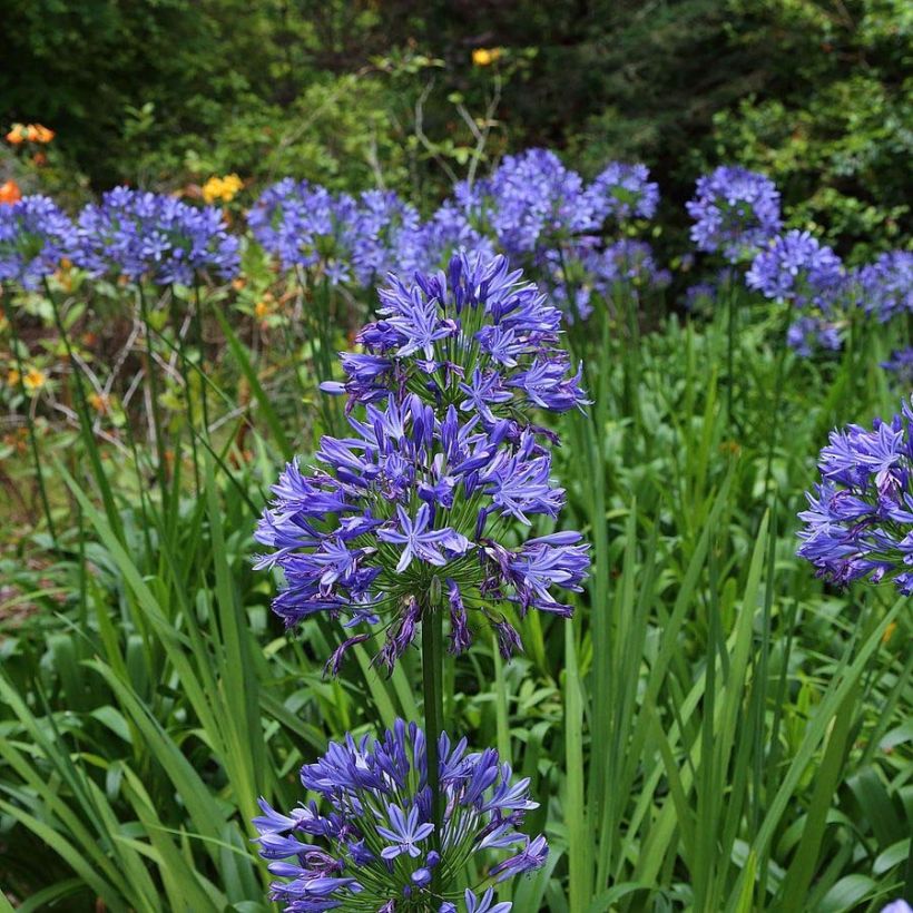 Agapanthus Bluestorm (Fioritura)