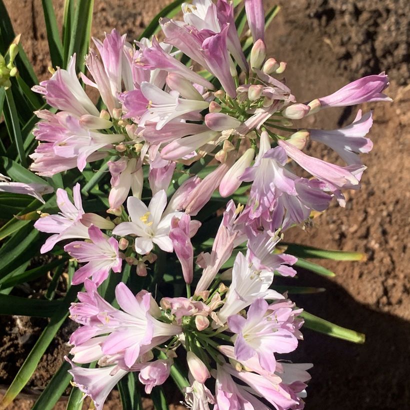 Agapanthe Blush Pink (Fioritura)