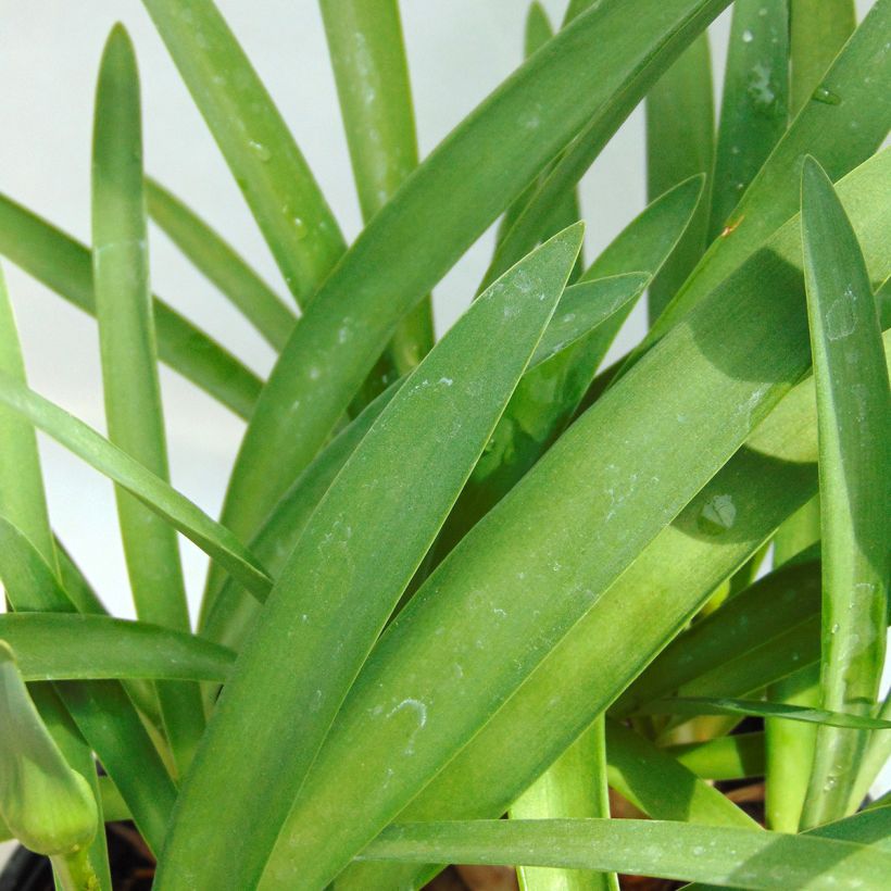 Agapanthus Double Diamond (Fogliame)