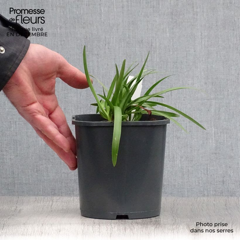 Agapanthe Double Diamond en pot de 2L esemplare consegnato in inverno