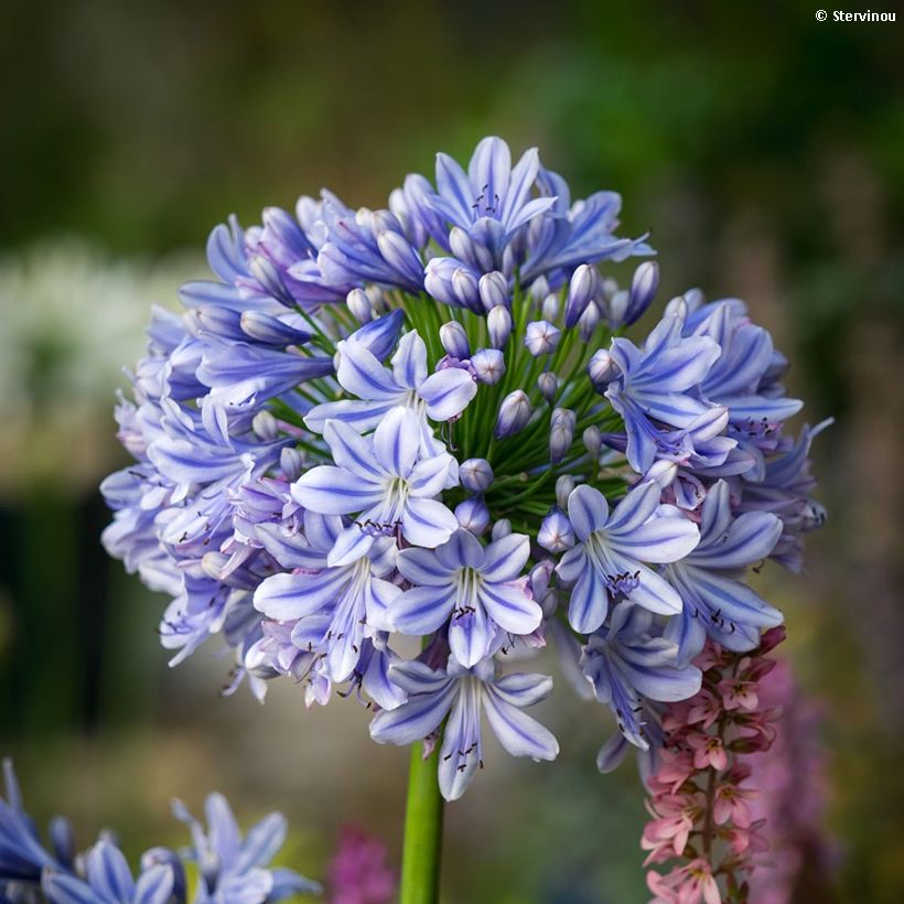 Agapanthus Full Moon (Fioritura)