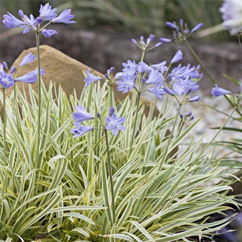 Agapanthus Golden Drop (Fioritura)