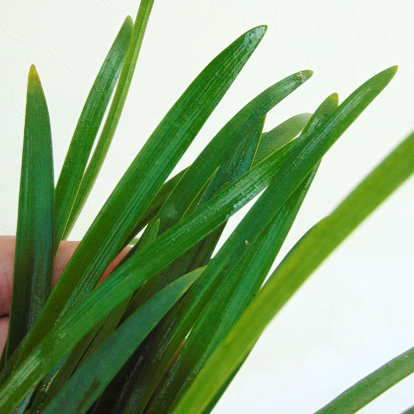 Agapanthus Lapis Lazuli (Fogliame)