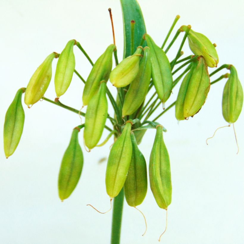 Agapanthus Lapis Lazuli (Raccolta)