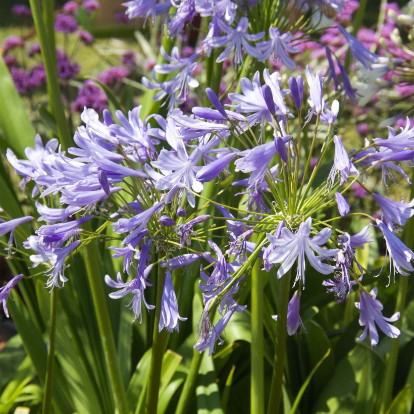 Agapanthus Lavender Haze (Fioritura)