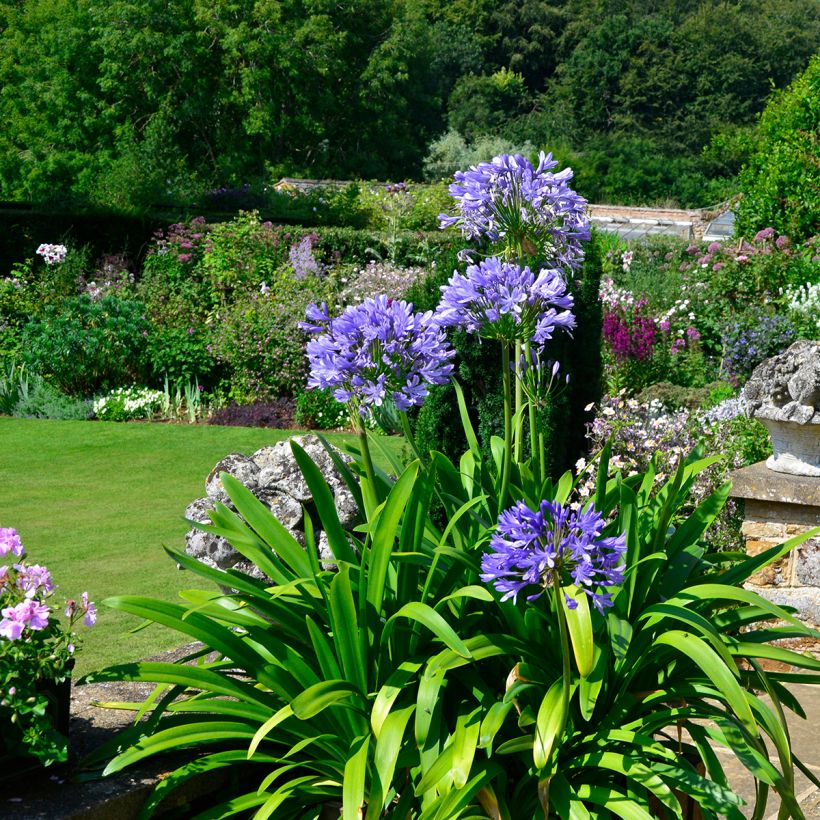 Agapanthus Navy Blue (Porto)