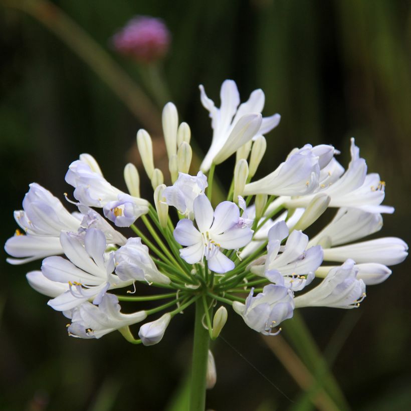 Agapanthus Phantom (Fioritura)