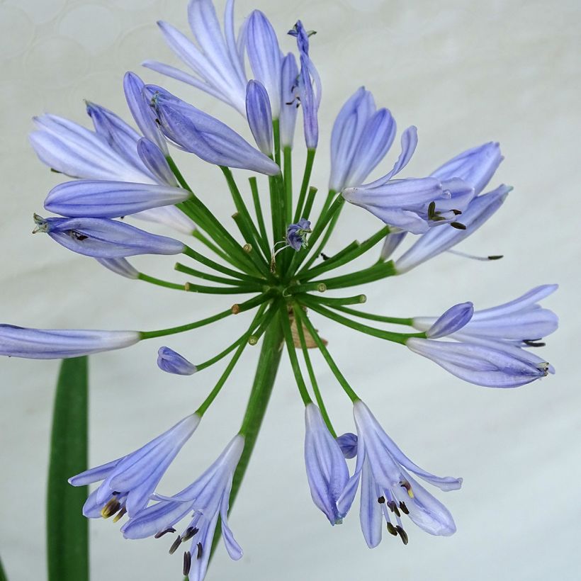 Agapanthus Pitchoune Blue (Fioritura)