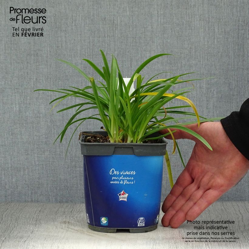 Agapanthe Pitchoune Blue en pot de 2L esemplare consegnato in inverno