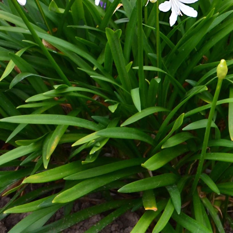 Agapanthus Pitchoune White (Fogliame)