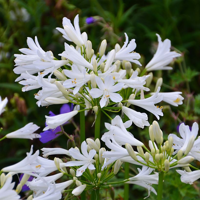 Agapanthus Pitchoune White (Fioritura)