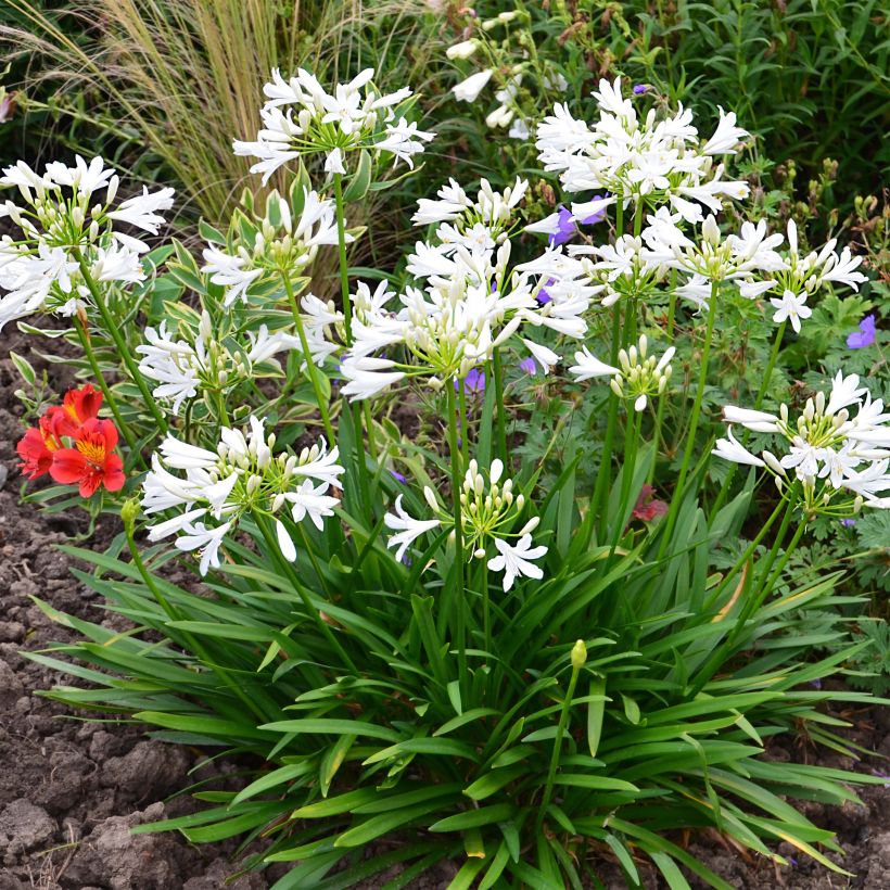 Agapanthus Pitchoune White (Porto)