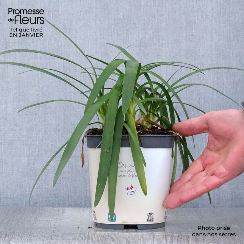 Agapanthe Pitchoune White Pot de 2L/3L esemplare consegnato in inverno