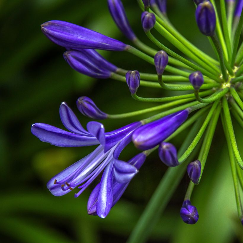 Agapanthus Purple Cloud (Fioritura)