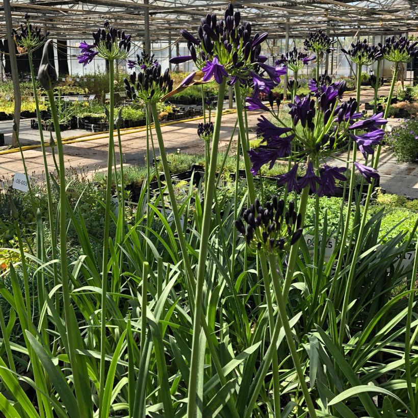 Agapanthus Royal Velvet (Porto)