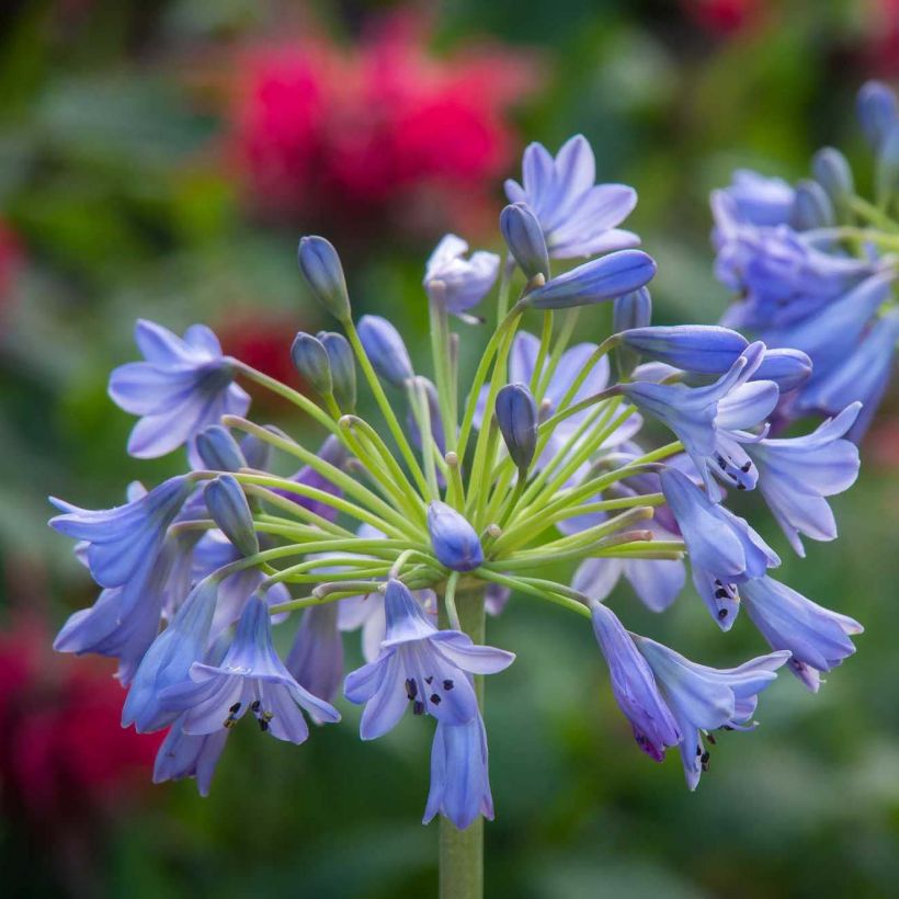 Agapanthus Southern Cross (Fioritura)