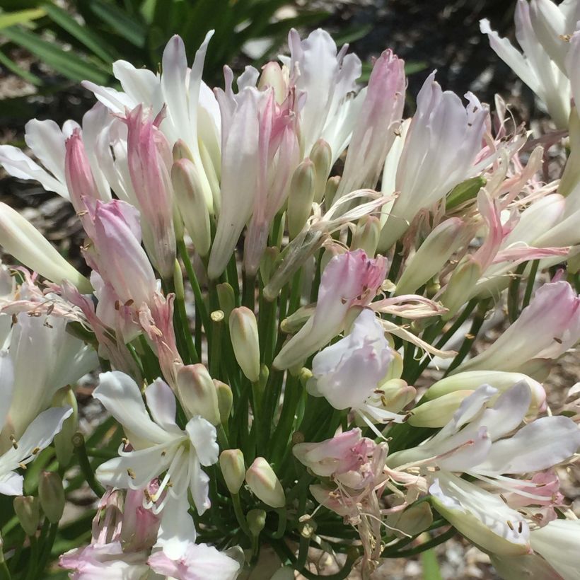 Agapanthus Strawberry Ice (Fioritura)