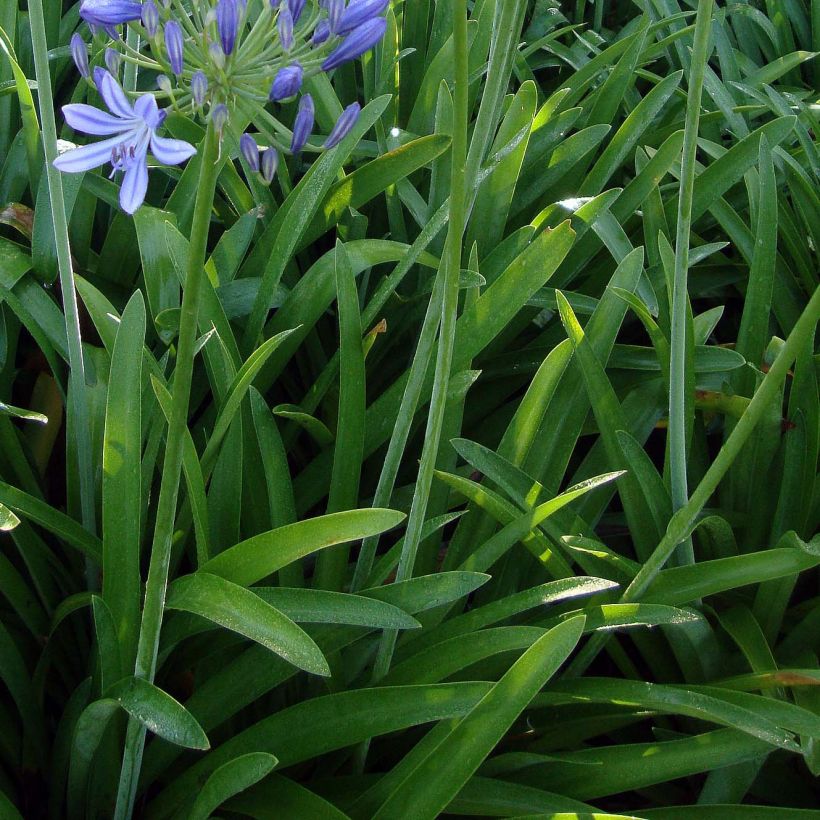 Agapanthus umbellatus (Fogliame)