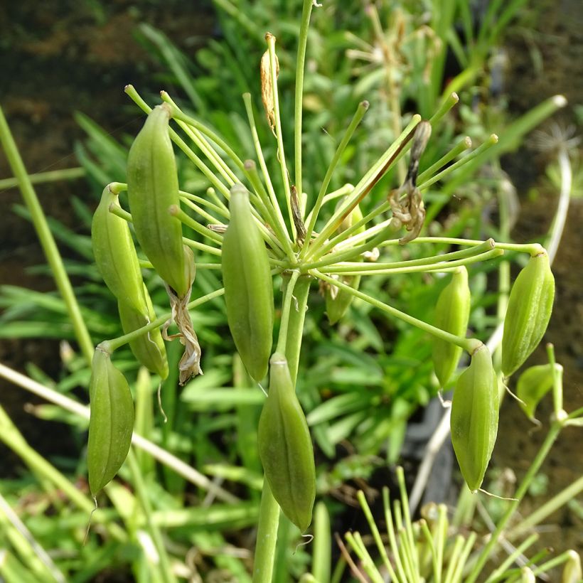 Agapanthus umbellatus Albus (Raccolta)