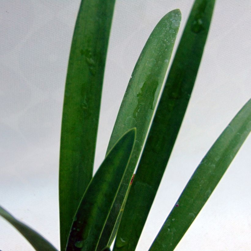 Agapanthus umbellatus Albus (Fogliame)