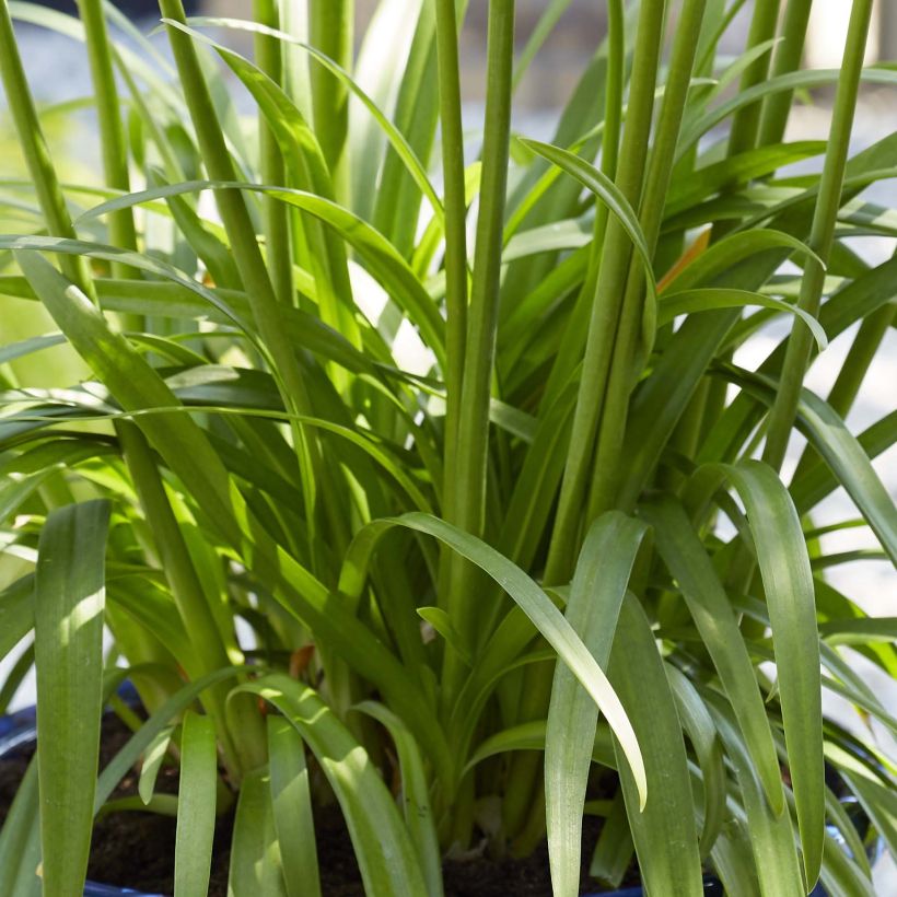 Agapanthus Blue Thunder (Fogliame)