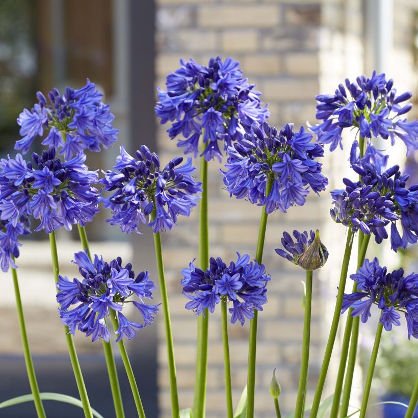 Agapanthus Blue Thunder (Fioritura)