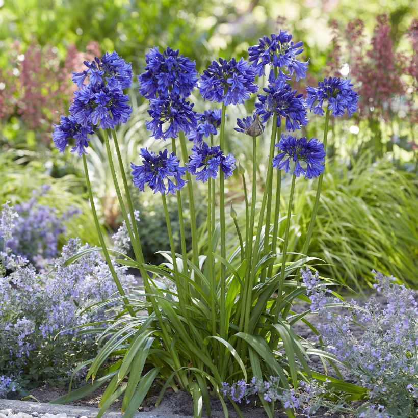 Agapanthus Blue Thunder (Porto)