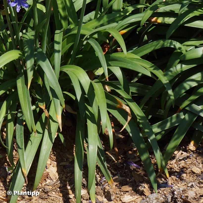 Agapanthus Ever Sapphire (Fogliame)